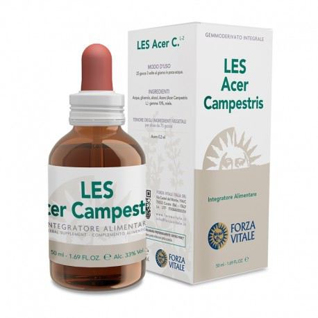 Les 50Ml Ahorn Acer campestris. Les 50Ml Ahorn Acer campestris.