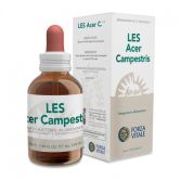 Les 50Ml Ahorn Acer campestris. Les 50Ml Ahorn Acer campestris.